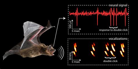 Bats as Symbols of Transformation in Mythology and Magic